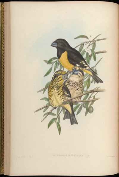 Mycerobas melanozanthos - John Gould